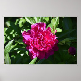 Poster Peony,