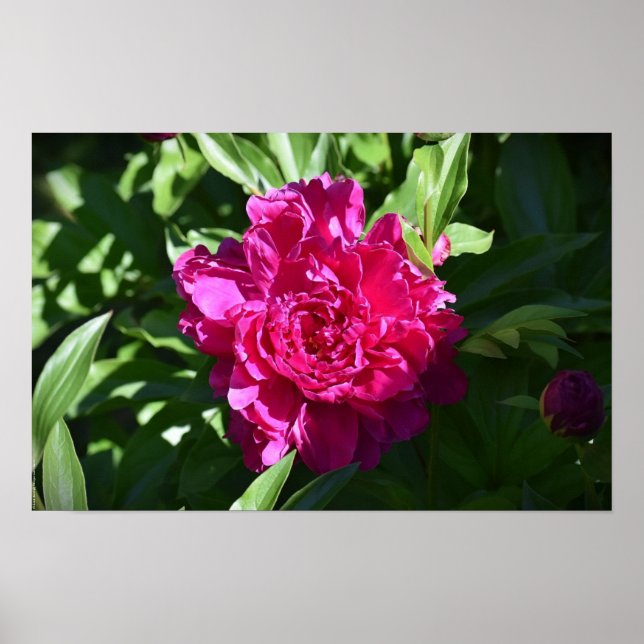 Poster Peony, (Frente)