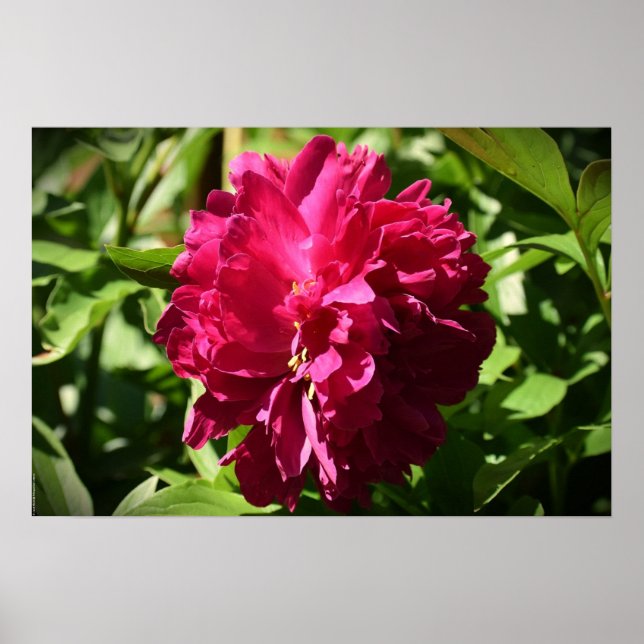 Poster Peony, (Frente)