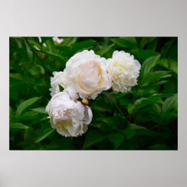 Poster Peony,