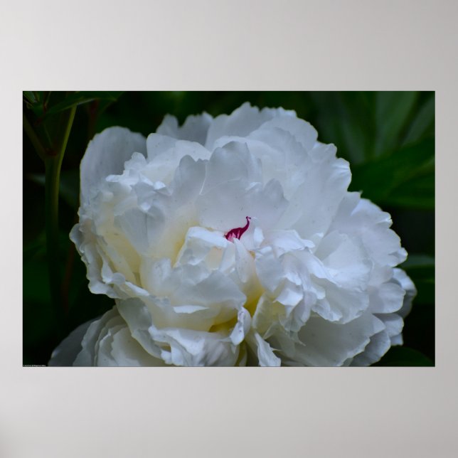 Poster Peony, (Frente)