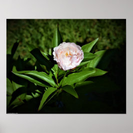 Poster Peony,