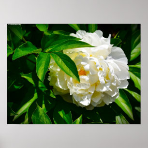 Poster Peony,