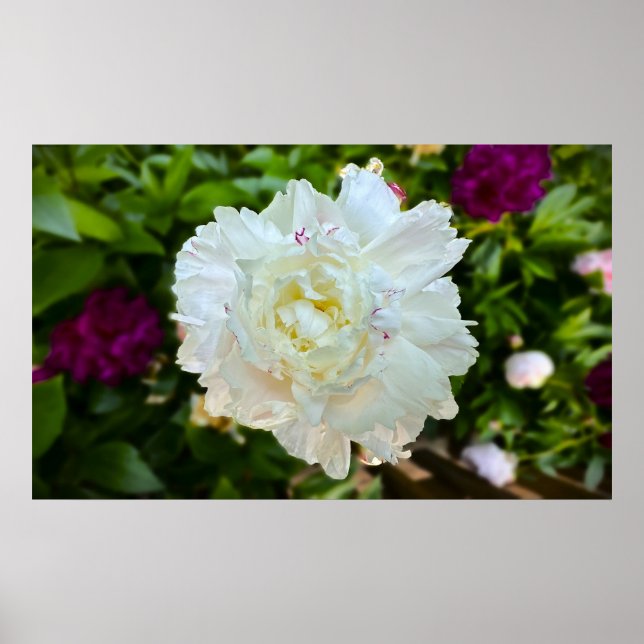 Poster Peony, (Frente)