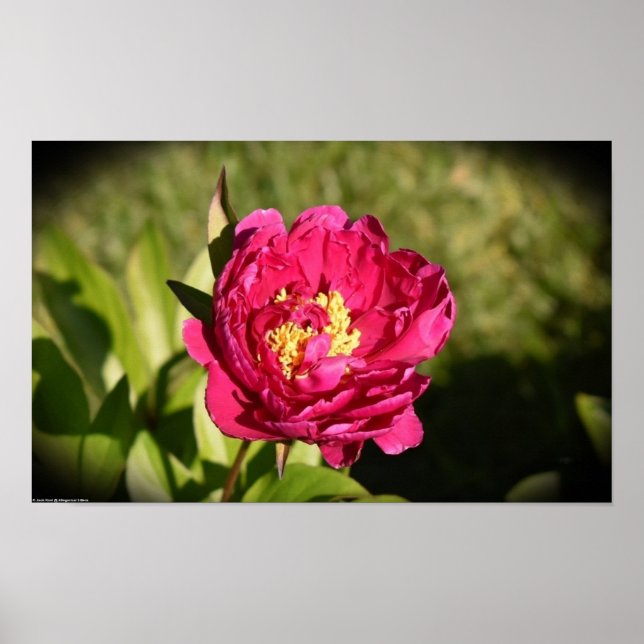 Poster Peony, (Frente)