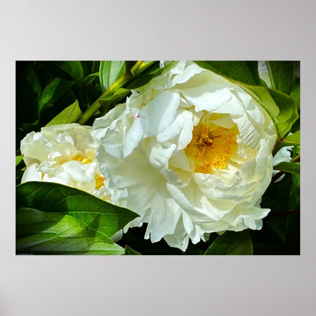 Poster Peony, (Frente)