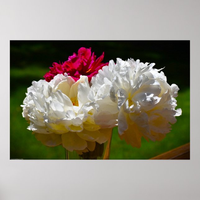 Poster Peony, (Frente)