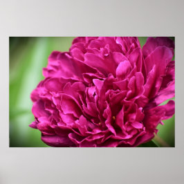 Poster Peony,