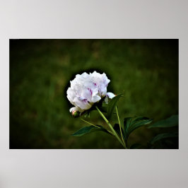 Poster Peony,