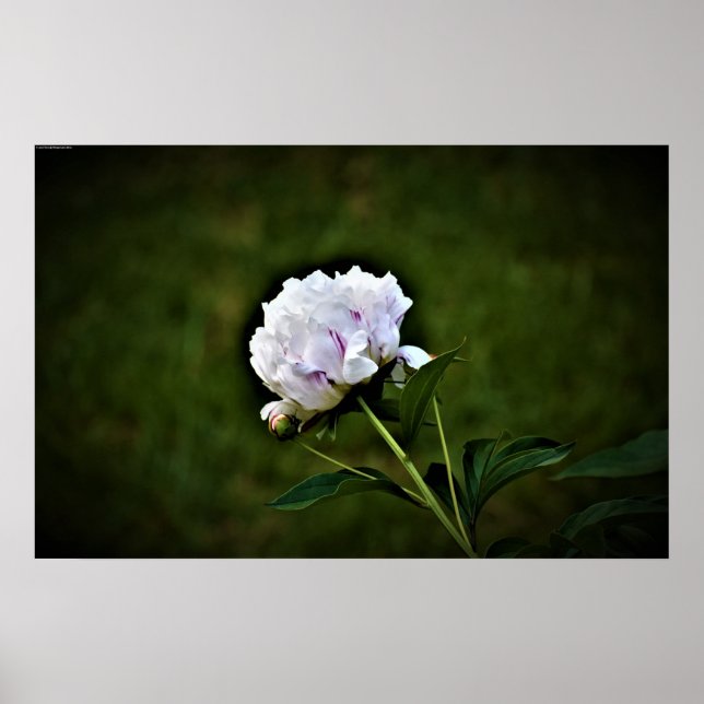 Poster Peony, (Frente)