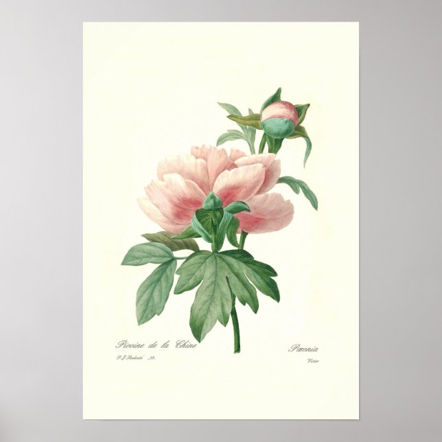 Poster Peony (Frente)