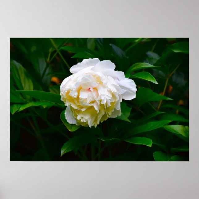 Poster Peony, (Frente)