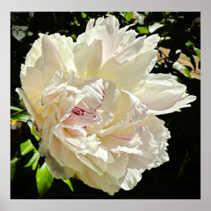 Poster Peony,
