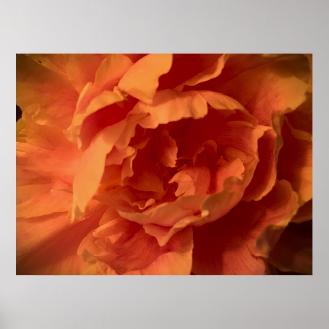 Poster Peony, (Frente)