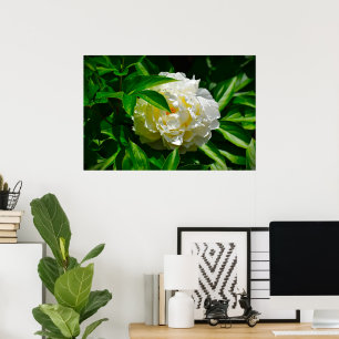Poster Peony,