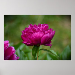 Poster Peony,