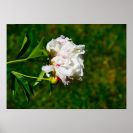Poster Peony,