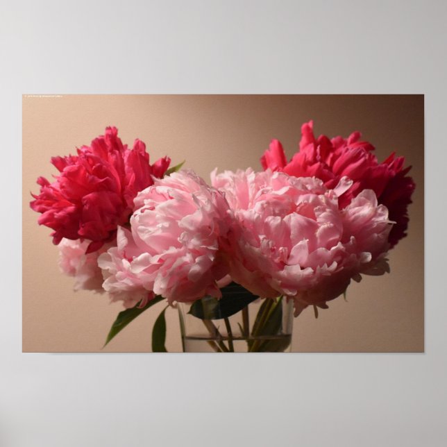 Poster Peony, (Frente)