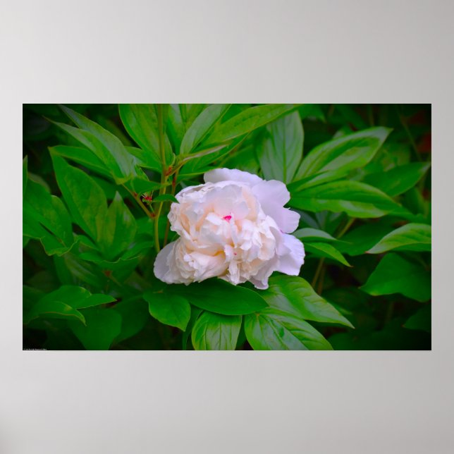 Poster Peony, (Frente)