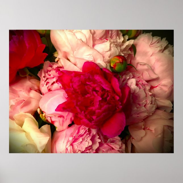 Poster Peony, (Frente)
