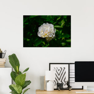 Poster Peony,