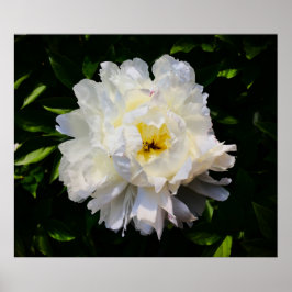 Poster Peony,