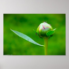 Poster Peony,