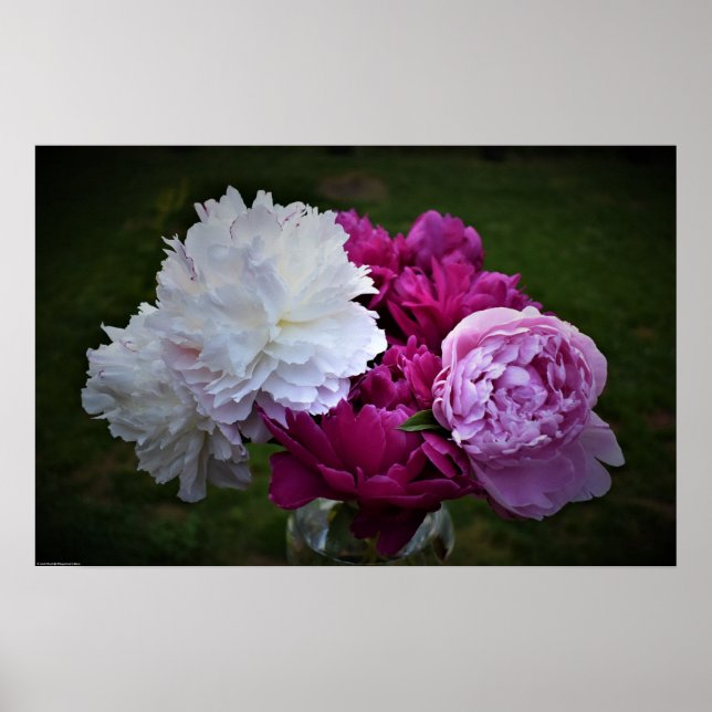 Poster Peony, (Frente)
