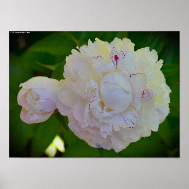 Poster Peony, (Frente)