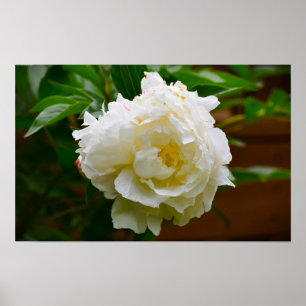 Poster Peony,