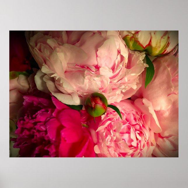Poster Peony, (Frente)