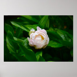 Poster Peony,