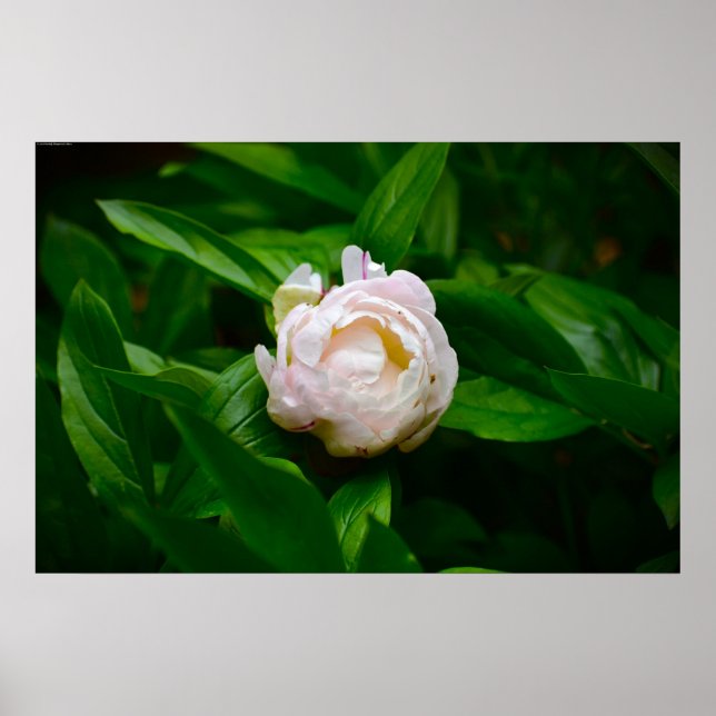 Poster Peony, (Frente)