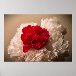 Poster Peony,