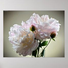 Poster Peony,