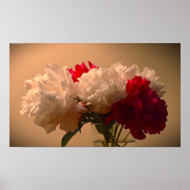 Poster Peony, (Frente)