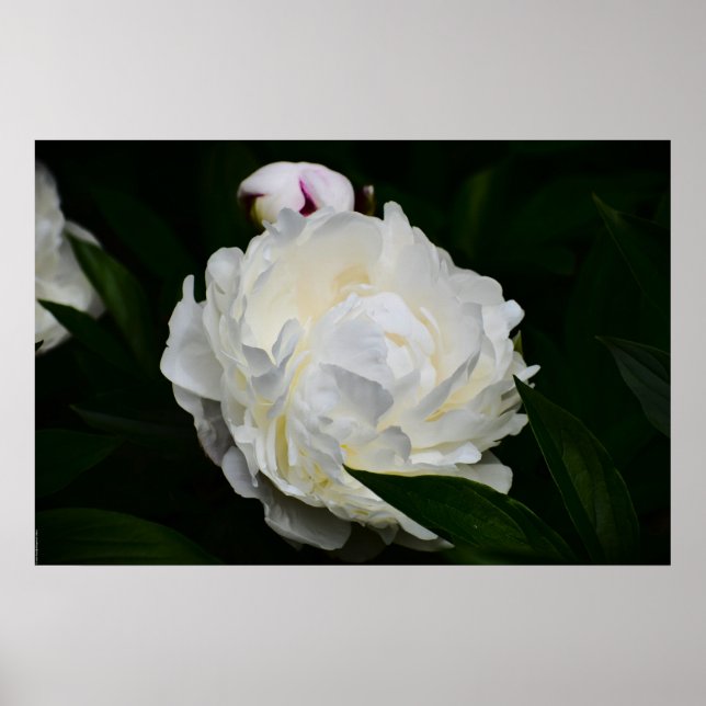 Poster Peony, (Frente)