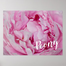 Poster Peony Blossom Rosa para amantes de flores e jardin