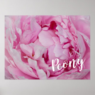 Poster Peony Blossom Rosa para amantes de flores e jardin