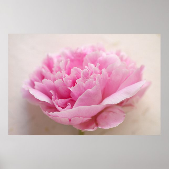 Pôster Peony Closeup (Frente)