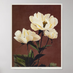 Poster Peony, Colótipo Colorido à Mão (1896) apresentada