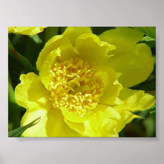 Poster Peony de árvore amarela (Paeonia Lutea) (Frente)