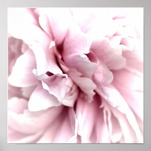 Poster Peony em Macro com a Arte Digital Rosa