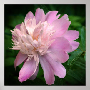 Poster Peony Flower In Bloom