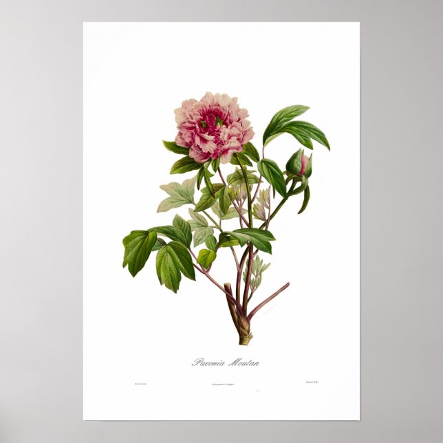 Pôster Peony moutan (Frente)
