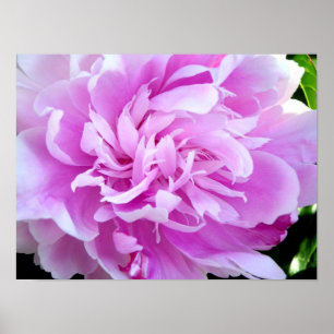 Pôster Peony Rosa
