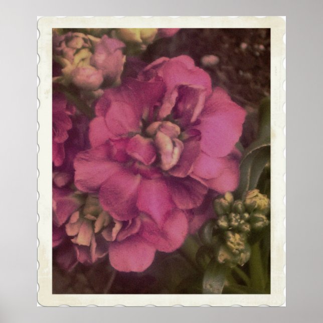 Pôster Peony rosa-precioso (Frente)