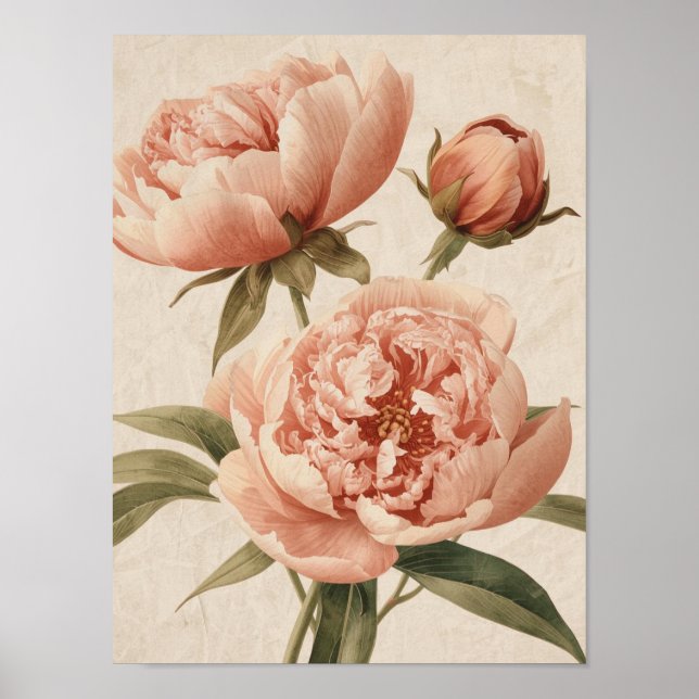 Poster Peony Watercolor Elegance (Frente)