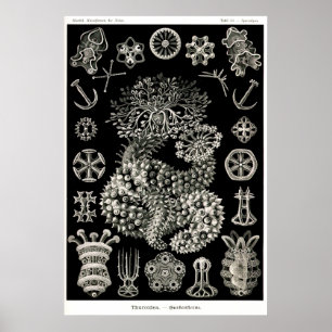 Pôster Pepinos de mar de Ernst Haeckel Thuroidea