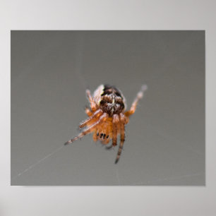 Poster Pequena aranha-branca